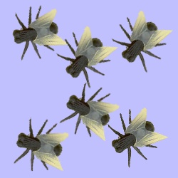 Fly Fly - small - pack of 6
