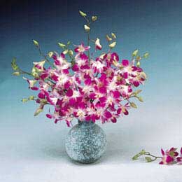 Flying Flowers Orchids and Butterfly Chocs