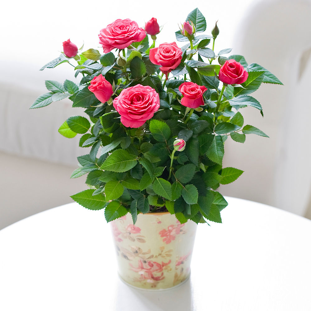 Flying Flowers Pink Pot Rose