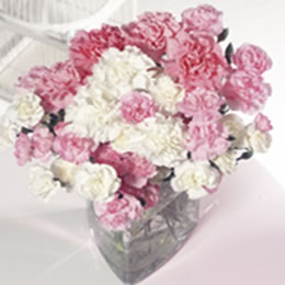 Flying Flowers Pink Sorbet Extra and B/Fly Choc