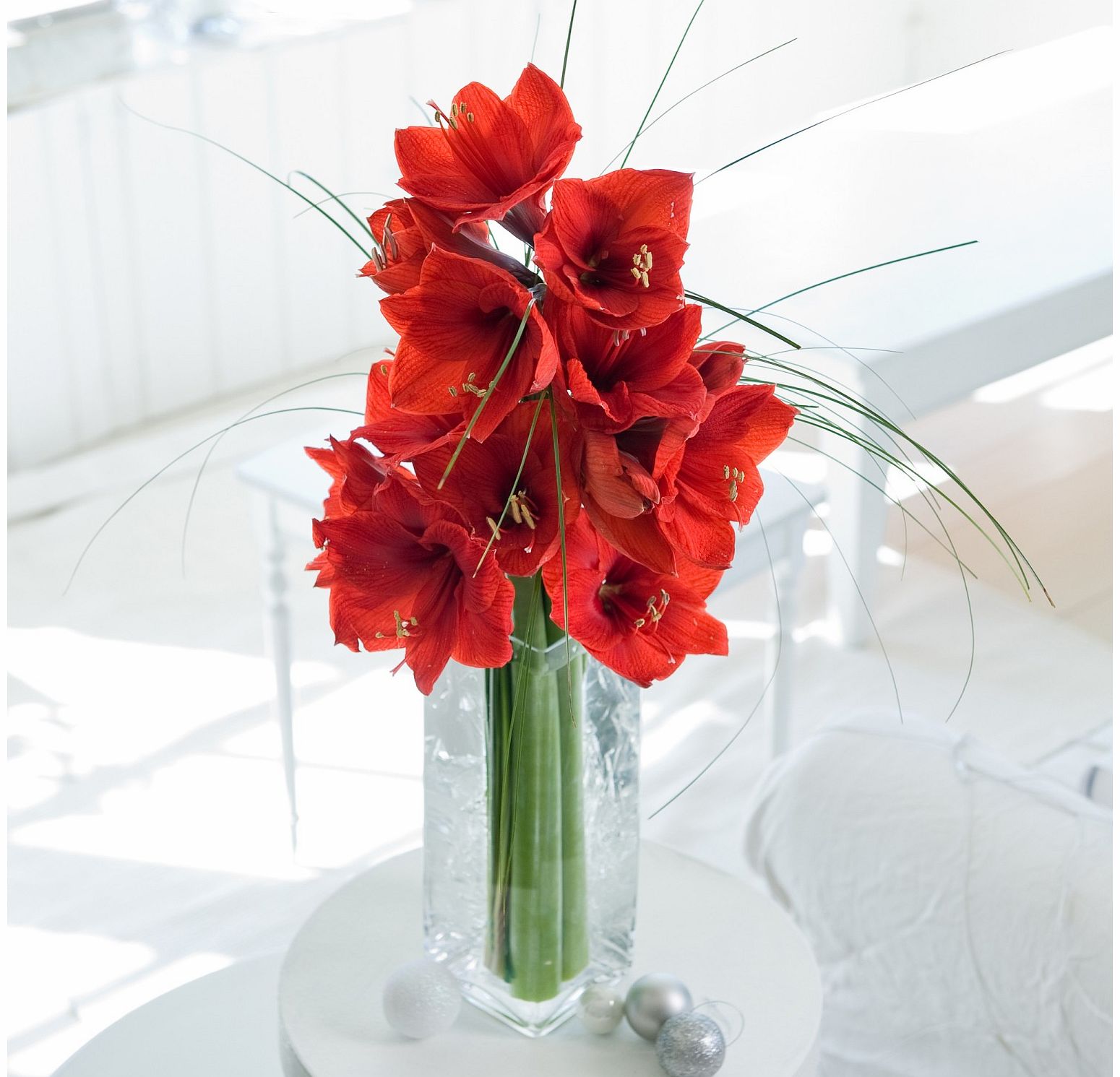 Flying Flowers Simply Amaryllis review, compare prices, buy online