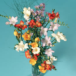 Flying Flowers Simply Freesia and B/Fly Chocs