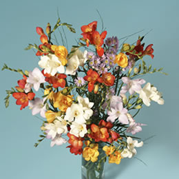 Flying Flowers Simply Freesia Extra