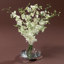 Flying Flowers White Orchids and Butterfly Choc