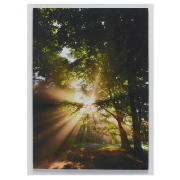 Forest Canvas 50x70cm