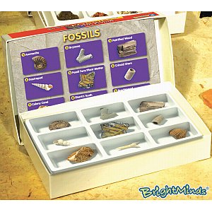 Fossil Collection
