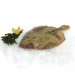 Fowey Fish Wild Skate