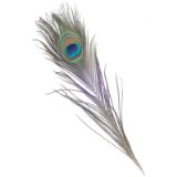 Peacock Feathers 37cm 3 Pk