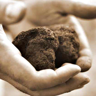 Fresh Black Alba Italian Winter Truffle