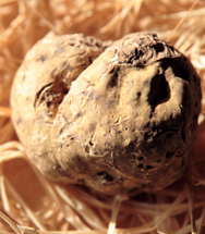 fresh Spring White Truffle