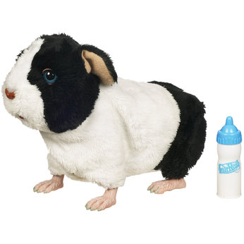 Newborns - Guinea Pig