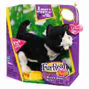 Newborn Black & White Kitten