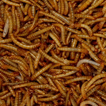 Garden Bird Supplies 450g Mini Meal Worms