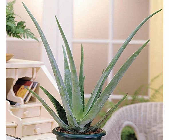 Gardens4you Aloe Vera Plant - 1 plant