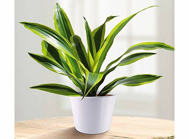 Gardens4you Dracaena fragrans Surprise - 1 plant