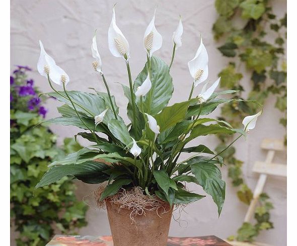 Gardens4you Spathiphyllum Chopin Peace Lily - 1 plant