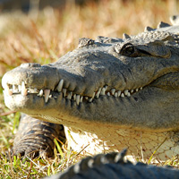 Gatorland 2 Florida Gatorland 2- Hour Trainer