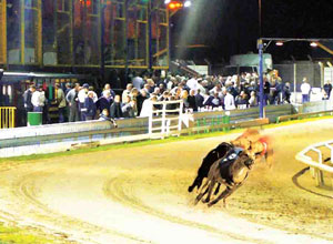 Getting Personal Greyhound Racing for Two