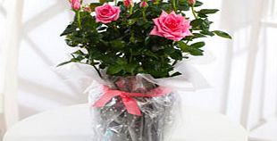 Gift Wrapped Rose