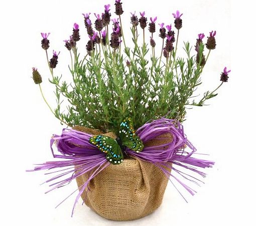 Giftaplant A POT OF SCENTED FRENCH LAVENDER -Superb Christmas, Birthday,Plant amp; Flower Gift For Birthday,New Home Or Just A Simple Thankyou
