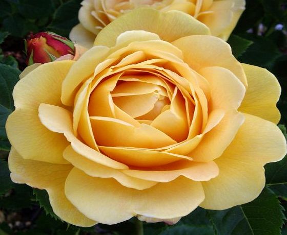 ROSE GOLDEN CELEBRATION- (Ausgold)PBR Superb Gift Rose Golden Wedding Anniversary,50th Wedding Anniversary Gifts