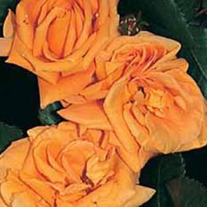 Glenfiddich Floribunda Rose (pre-order now)