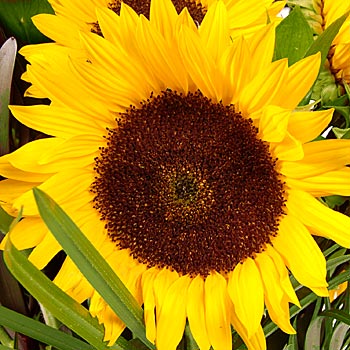 Golden Honey - flowers