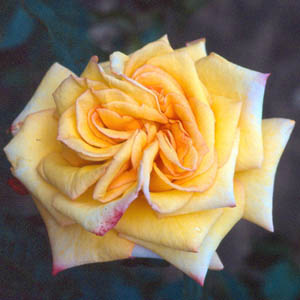 Golden Jubilee - Hybrid Tea Rose**AUTUMN PRE
