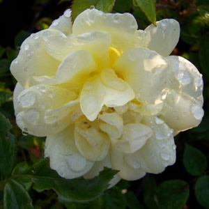 Golden Memories Floribunda Rose (pre-order now)