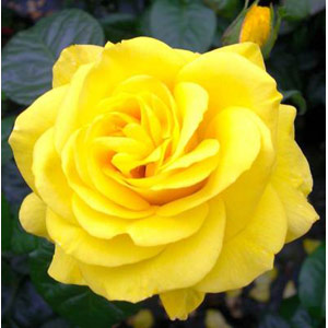 golden Wedding Floribunda Rose