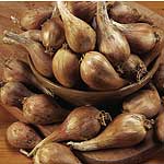 Shallot and Garlic Bulb collection