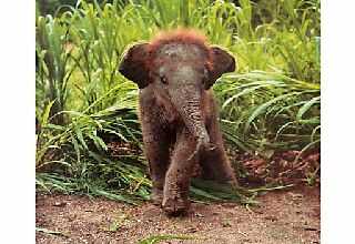 Great British Card Company Blank Baby Elephant