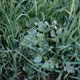 Green Manure Fast Seeds