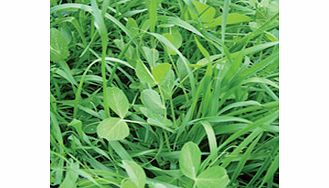 Green Manure Seeds - Biofumigant: Mustard Caliente
