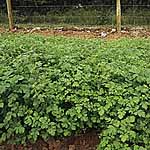 Green Manure Seeds - Mustard White 437511.htm