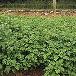 Green Manure Seeds - Mustard White