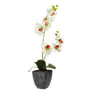 Orchid In Slate Square Pot