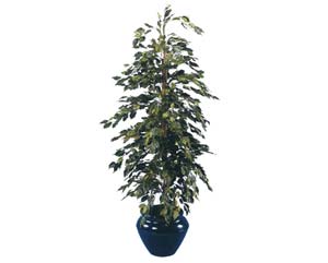 Green pyramid ficus plant
