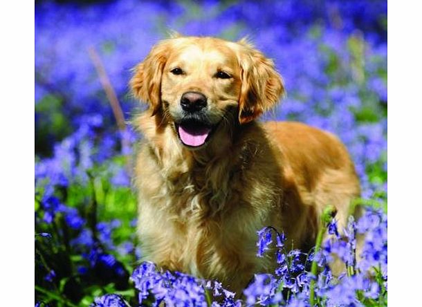Greeting Cards Bluebell Walk Golden Retriever Blank Greetings Card