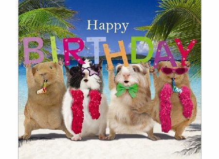 Greetings Cards Guinea Pigs Birthday Card ``Birthday Party``