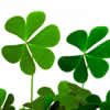 Grow Your Own Lucky Shamrock
