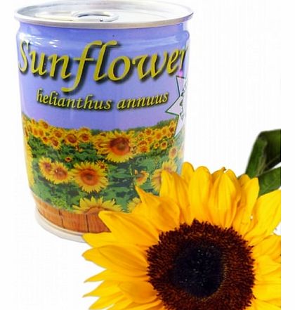 Sunflower - Plant in a Tin