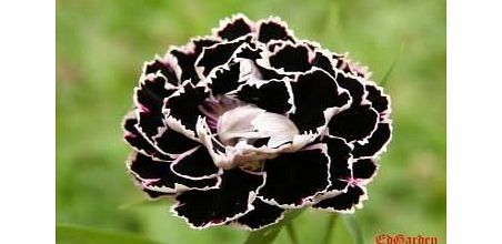 Grow Your Secret Garden Black Carnation Seeds with the White Lace