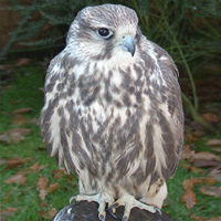Half Day Falconry Encounter Birds of Prey Experience - Falcon