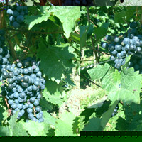 Half day in Chianti Gartours - Florence Half day in Chianti