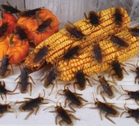 Halloween Bag O Roaches
