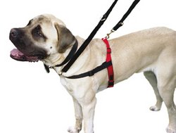 Halti Dog Harness:L