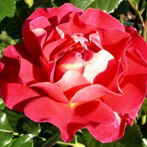 Happy Anniversary Floribunda Rose