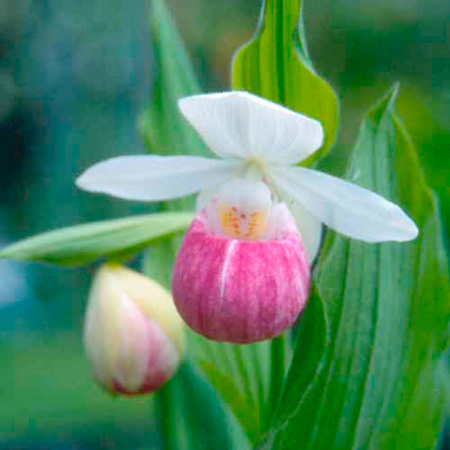 Orchid Cypripedium Reginae Plants 3 Bare