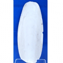 Harrisons Bulk Cuttlefish 1Kg 6-8Inch